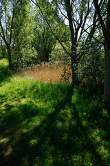 Fototapeta na wymiar Sun light on reeds with tree shadows.