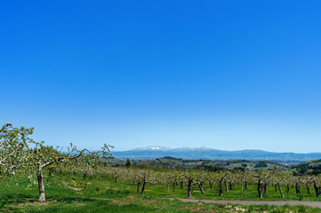 Obraz premium 【青森県弘前市岩木山麓】津軽のりんご園から春の残雪光る八甲田連峰を望む