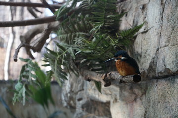 Japanese Kingfisher, Ueno Zoo, Tokyo, Japan