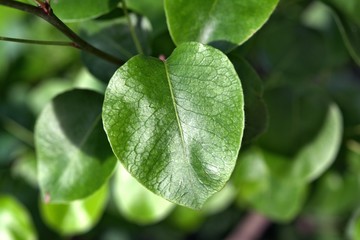 leaf of a plant shot close-up with smithie background