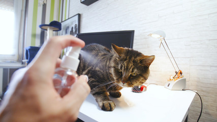 Water spraying cat off the working desk