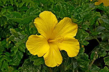 Colourful yellow Hibiscus rosa-sinensis in a Cyprus garden