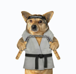 The dog karate fighter in a kimono with a black belt and headband is making exercise with nunchuck. White background. Isolated. © iridi66