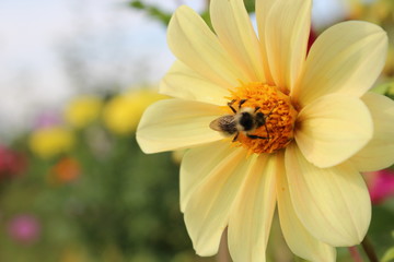 bee on a yellow flower