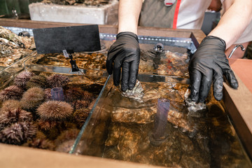 The dealer pulls the oysters out of water. Oysters, sea urchin and mussels for sale in a water aquariums at the street market in France. Seafood concept.