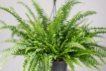 Nephrolepis plants, fern. Stylish green plant in ceramic pots on wooden vintage stand on background...