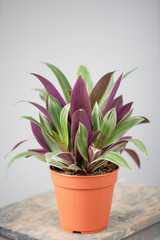 Spiderwort plants, Tradescantia. Stylish green plant in ceramic pots on wooden vintage stand on background of gray wall. Modern room decor. sansevieria plants