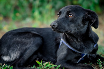 Black adult dog lies outdoors