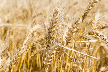 golden wheat by the sun in the field