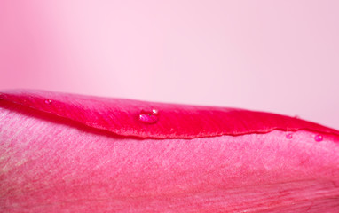 Raindrops on a tulip flower close up