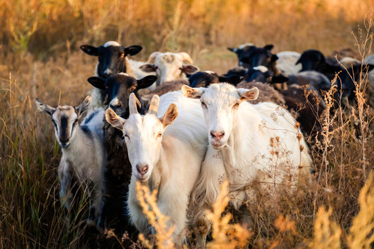 Herd of black and white goats on the evening field