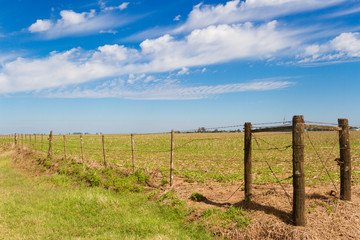 Fototapeta na wymiar rural landscape with lambrado of the Argentine countryside