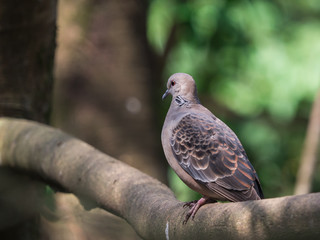 Closeup Oriental Turtle-Dove (Streptopelia orientalis) perching on a branch with green nature blurred background and copy space.