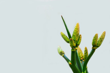 yellow aloe flower and green branch on white background