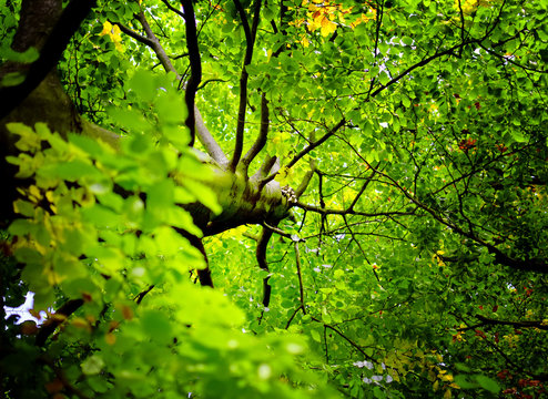 Looking upward towards leaves on beech tree. © Xetra