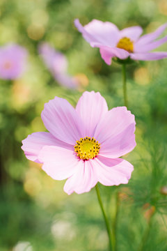 Gently pink Cosmee flower, close up