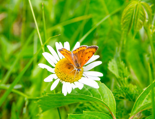 Butterfly mother-of-Pearl large sits on a Daisy flower. Beautiful summer landscape. Environment,...