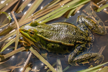 Green frog in shallow water and reeds