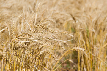 golden wheat by the sun in the field
