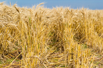 Fototapeta na wymiar golden wheat by the sun in the field