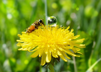 A fly sits on a yellow dandelion flower next to a drop of water on a Sunny day on a blurred green background
