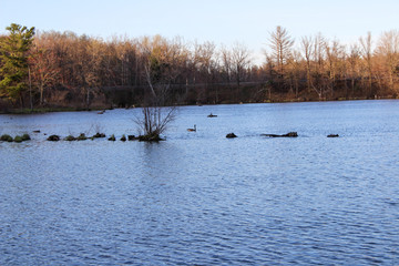 two swans in winter