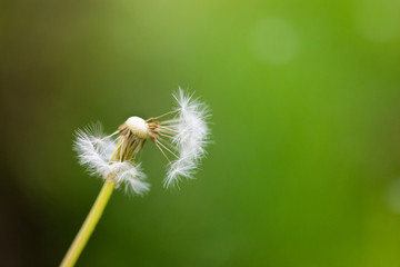 Dandelion flying on green background