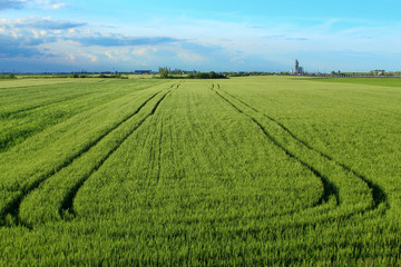 Fototapeta na wymiar Green wheat field, green enery, blue sky