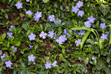 periwinkle  flowers background spring time