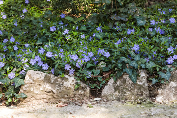 periwinkle  flowers background spring time