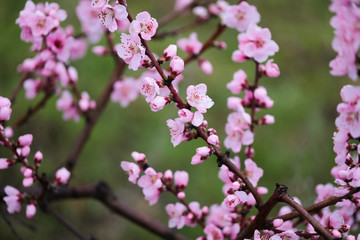 Pink peach flowers begin blooming in the garden. Beautiful flowering branch of peach on blurred garden background. Close-up, spring theme of nature. Selective focus