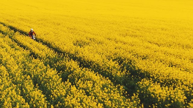 Motorcyclist rides on beautiful blooming yellow field. Girl controls the motocross. Freedom.  Woman riding enduro motorcycle on beautiful field.