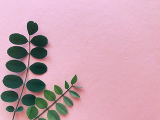 Creative flat lay on a pink pastel background.  Green leaves flat lay with copy space. Eco concept. 