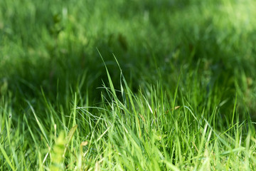 Fresh green grass on sunlit lawn close up. Natural background