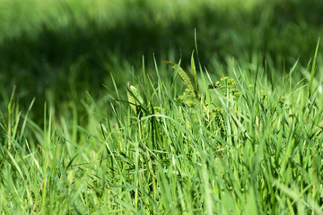 Fresh green grass on sunlit lawn close up. Natural background