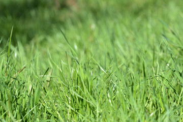 Fresh green grass on sunlit lawn close up. Natural background