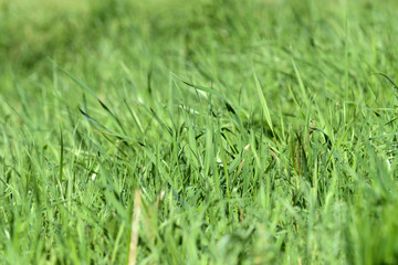 Fresh green grass on sunlit lawn close up. Natural background