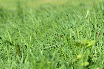 Fresh green grass on sunlit lawn close up. Natural background