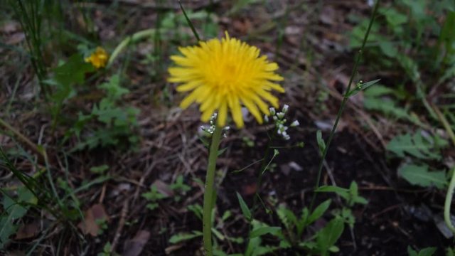 One yellow flower in green grass.