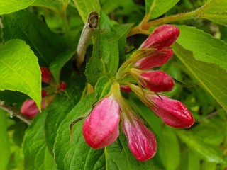 Rose, rote Blütenknospe im Regen, Baum, Frühling, Regen, Blatt und Blüte