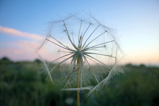 dandelion in the field