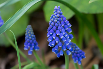 ムスカリ