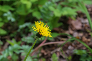 Bloomed dandelion in nature grows from green grass