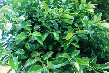 Ficus Elastica in Summer Closeup, Green Tropical Background, Houseplant Fig Ficus Rubber Elastica Tree with Green Big Smooth Leaves and Trunk, Urban Gardening, Home Planting, Houseplant Ficus Elastica