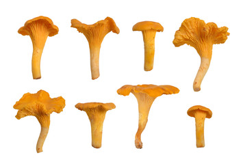 Chanterelles or girolles mushroom. © Vlad Ivantcov