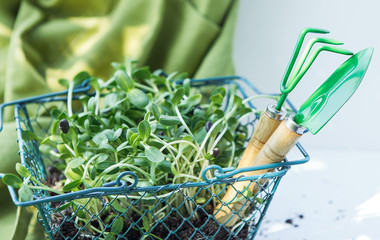 Microgreen on the white background