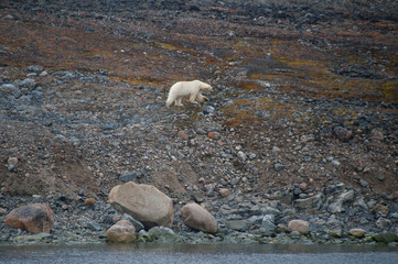 A single polar bear centre of image walks on rocky arctic tundra at waters edge with no snow or ice due to climate crisis.