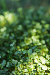 Microgreen background in natural light