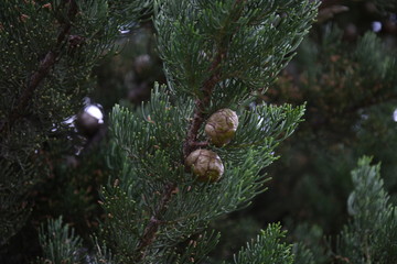 Pine tree branches close up