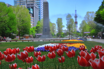赤いチューリップの咲く春の札幌大通公園の風景